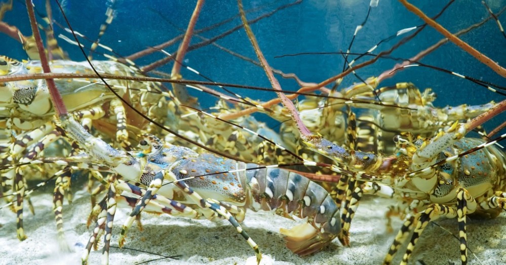 Nhà Hàng Hải Sản Phố Việt