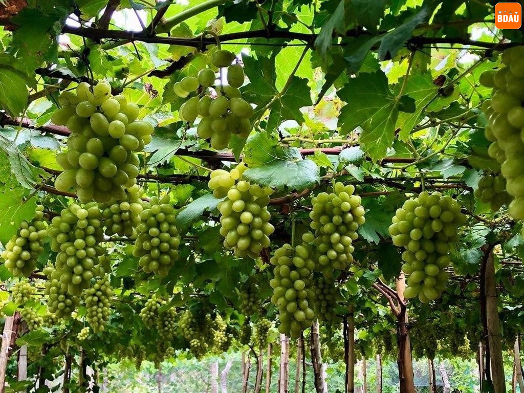 vuon nho